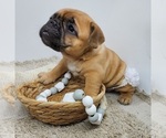 Small #3 French Bulldog
