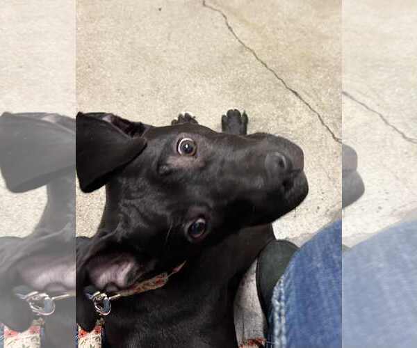 Medium Photo #11 Staffordshire Bull Terrier-Unknown Mix Puppy For Sale in La Verne, CA, USA