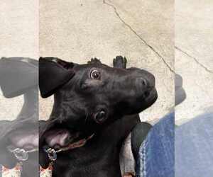 Lucy - Female Staffordshire Bull Terrier-Unknown Mix Dog for Adoption - Photo #11