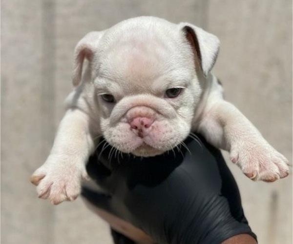 Medium Photo #8 English Bulldog Puppy For Sale in PALMDALE, CA, USA