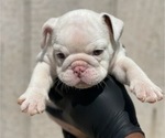 Small Photo #8 English Bulldog Puppy For Sale in PALMDALE, CA, USA