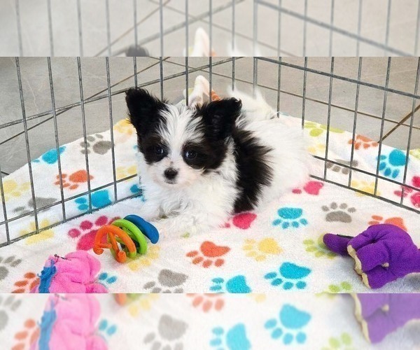 Medium Photo #4 Papitese Puppy For Sale in ORO VALLEY, AZ, USA