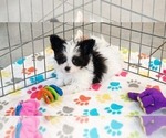Small #3 Papitese