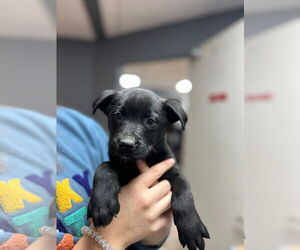 Labrador Retriever-Unknown Mix Dogs for adoption in Claremore, OK, USA