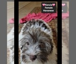 Small #2 Havanese