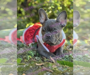 French Bulldog Puppy for sale in SAINT JOHNS, FL, USA