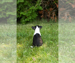 Small #37 Boston Terrier