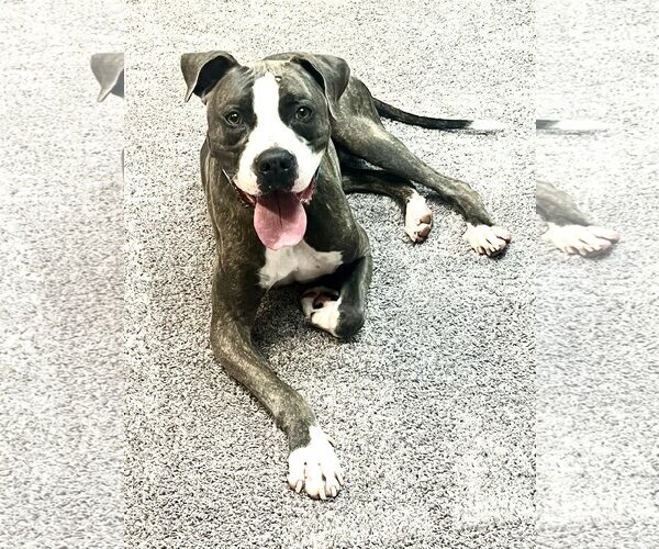 Medium Photo #1 Mutt Puppy For Sale in Shreveport, LA, USA