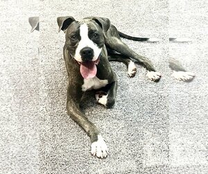Great Dane-Unknown Mix Dogs for adoption in Shreveport, LA, USA