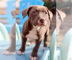 American Staffordshire Terrier-Unknown Mix Dogs for adoption in Duluth, MN, USA