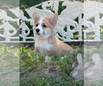 Small #1 Mutt