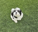 Small Photo #7 Shih Apso Puppy For Sale in GOODYEAR, AZ, USA