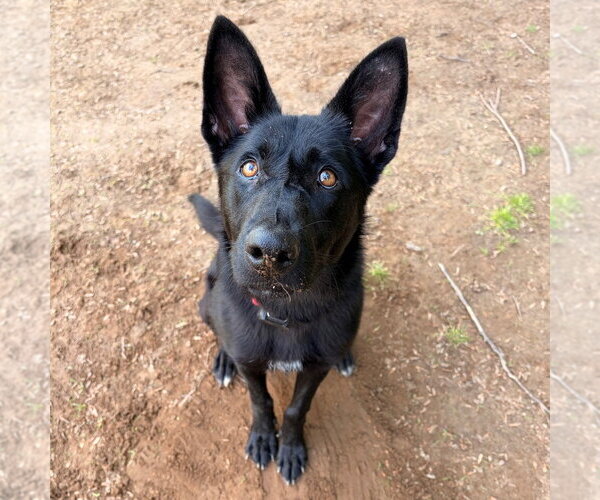 Medium Photo #5 German Shepherd Dog-Unknown Mix Puppy For Sale in Canton, CT, USA