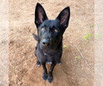 Small #4 German Shepherd Dog Mix