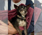 Small #2 Chihuahua Mix