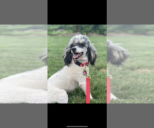 Father of the Cockapoo puppies born on 08/13/2025