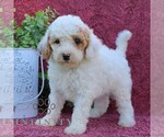 Small #3 Goldendoodle (Miniature)