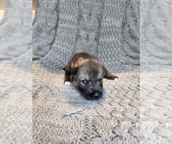 Medium Photo #4 German Shepherd Dog-Siberian Husky Mix Puppy For Sale in PRATTSBURGH, NY, USA