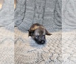 Small Photo #4 German Shepherd Dog-Siberian Husky Mix Puppy For Sale in PRATTSBURGH, NY, USA