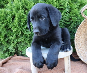 German Shepherd Dog-Labrador Retriever Mix Puppy for sale in HONEY BROOK, PA, USA