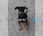 Small Doberman Pinscher