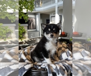 Pomsky Dog for Adoption in FRANKLIN, Indiana USA