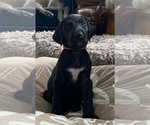Small Photo #1 Irish Dane Puppy For Sale in LIVONIA, MI, USA