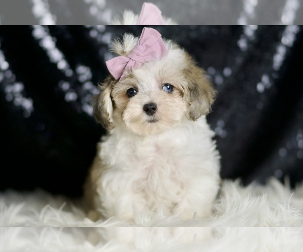 Medium Photo #5 Maltipoo Puppy For Sale in WARSAW, IN, USA