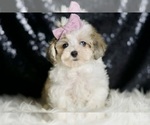 Small #4 Maltipoo