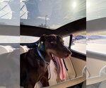 Small #8 Doberman Pinscher