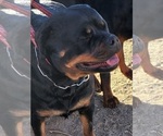 Small Photo #16 Rottweiler Puppy For Sale in WRAY, CO, USA