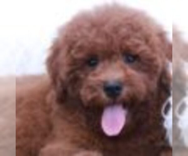 Medium Photo #2 Goldendoodle Puppy For Sale in MARIETTA, GA, USA