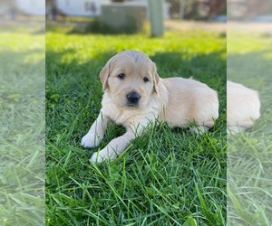 Golden Retriever Puppy for sale in VANCOUVER, WA, USA