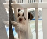 Small #4 Yorkshire Terrier