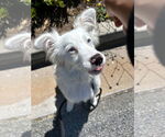 Small #1 Australian Shepherd