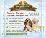 Small Photo #4 Pug Puppy For Sale in MORENO VALLEY, CA, USA