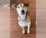 Small #1 Mutt