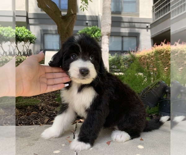 Medium Photo #6 Bernedoodle Puppy For Sale in HOUSTON, TX, USA