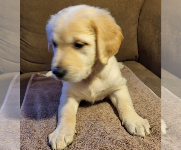 Medium Photo #3 Golden Retriever Puppy For Sale in CARLTON, GA, USA