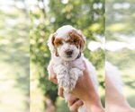 Puppy Puppy 1 Goldendoodle (Miniature)