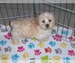 Small Photo #7 ShihPoo Puppy For Sale in ORO VALLEY, AZ, USA