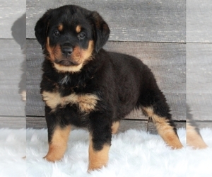 Rottweiler Puppy for sale in FREDERICKSBURG, OH, USA