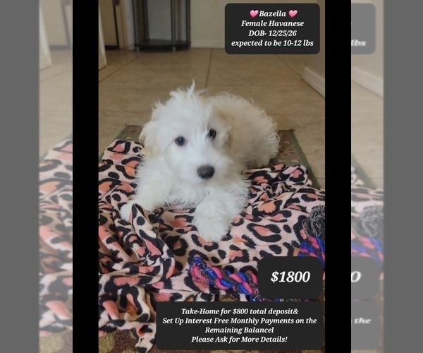 Medium Photo #2 Havanese Puppy For Sale in TUCSON, AZ, USA