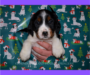 Medium English Springer Spaniel