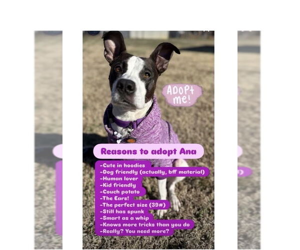 Medium Photo #18 Mutt Puppy For Sale in Mooresville, NC, USA