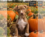 Mesa ~ meet me! - Male American Pit Bull Terrier Dog for Adoption - Small photo
