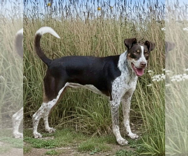 Medium Photo #1 Australian Kelpie-German Shorthaired Pointer Mix Puppy For Sale in Southbury, CT, USA