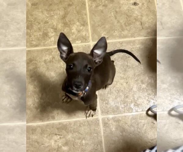 Medium Photo #2 Chihuahua-Unknown Mix Puppy For Sale in Oakhurst, NJ, USA