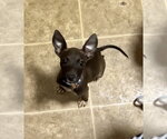 Small #1 Chihuahua Mix