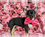 Small Photo #5 Chihuahua Puppy For Sale in KIRKWOOD, PA, USA